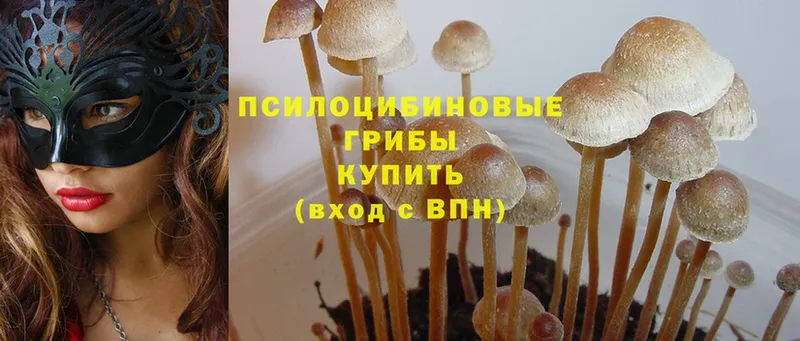 Псилоцибиновые грибы Psilocybe  купить наркотики цена  ОМГ ОМГ ТОР  Унеча 